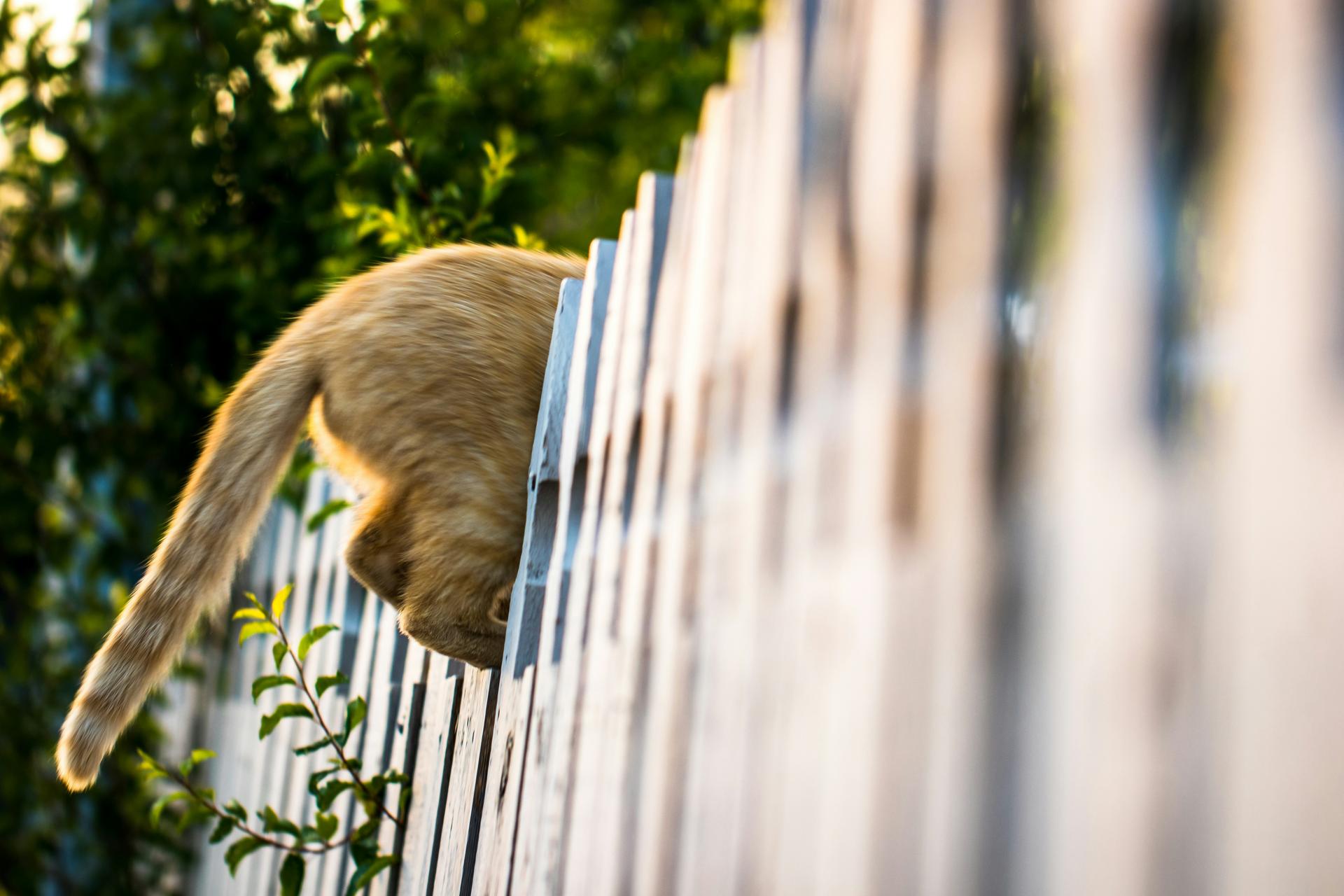 Zaun mit Katze