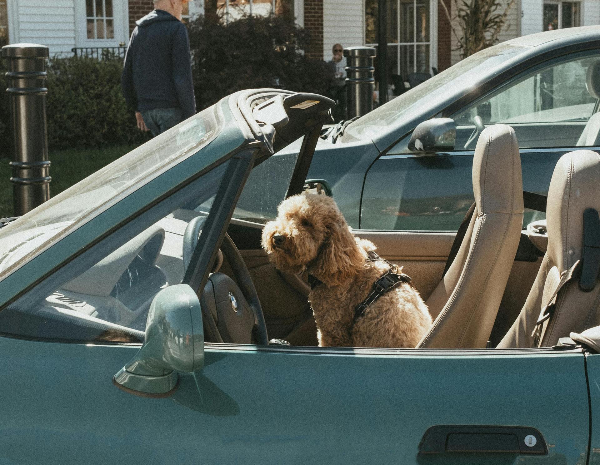 Dog in Car