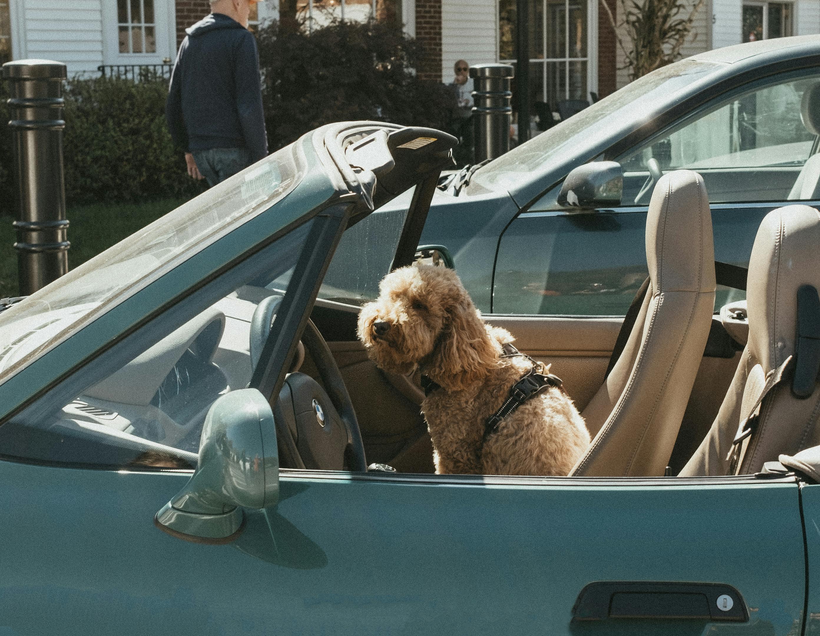 Dog in Car